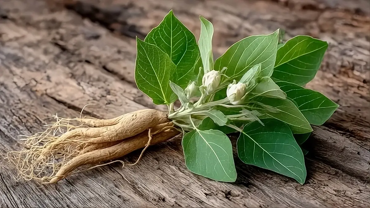 Ashwagandha : Bienfaits Réels, Effets Secondaires et Dose Optimale selon la Science