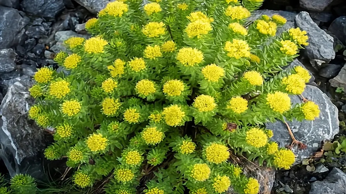 Rhodiola Rosea : Bienfaits Réels, Effets Secondaires et Dose Optimale Selon la Science